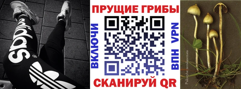 блэк спрут рабочий сайт  Южа  Галлюциногенные грибы Cubensis 